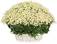 Цветочная композиция из Ромашки в корзине #REPLACE_PRED# Тасеево